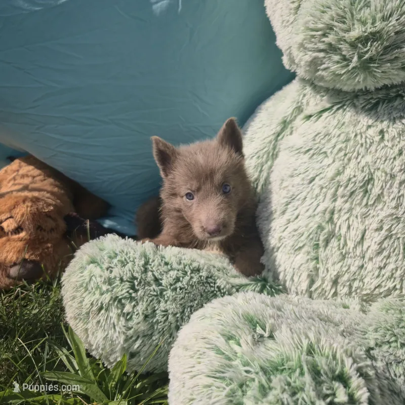 Baxter – German Shepherd Dog puppy for sale in Riga, MI
