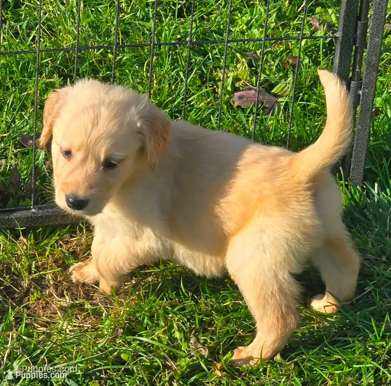 Dougie – Golden Retriever puppy for sale in Riga, MI