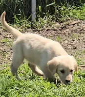 Dakota, a male Golden Retriever for sale in Riga, MI – 9 of 10