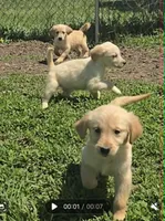 Dakota, a male Golden Retriever for sale in Riga, MI – 7 of 10