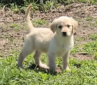 Dakota, a male Golden Retriever for sale in Riga, MI – 2 of 10