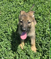 Lady, a female German Shepherd Dog for sale in Riga, MI – 4 of 7