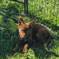 Lola, a female German Shepherd Dog for sale in Riga, MI – 2 of 10