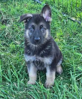 Lola, a female German Shepherd Dog for sale in Riga, MI – 6 of 10