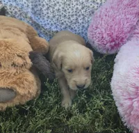 Pickle, a male Golden Retriever for sale in Riga, MI – 7 of 9