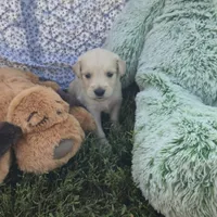 Pickle, a male Golden Retriever for sale in Riga, MI – 1 of 9