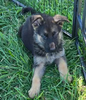 Lola, a female German Shepherd Dog for sale in Riga, MI – 9 of 10