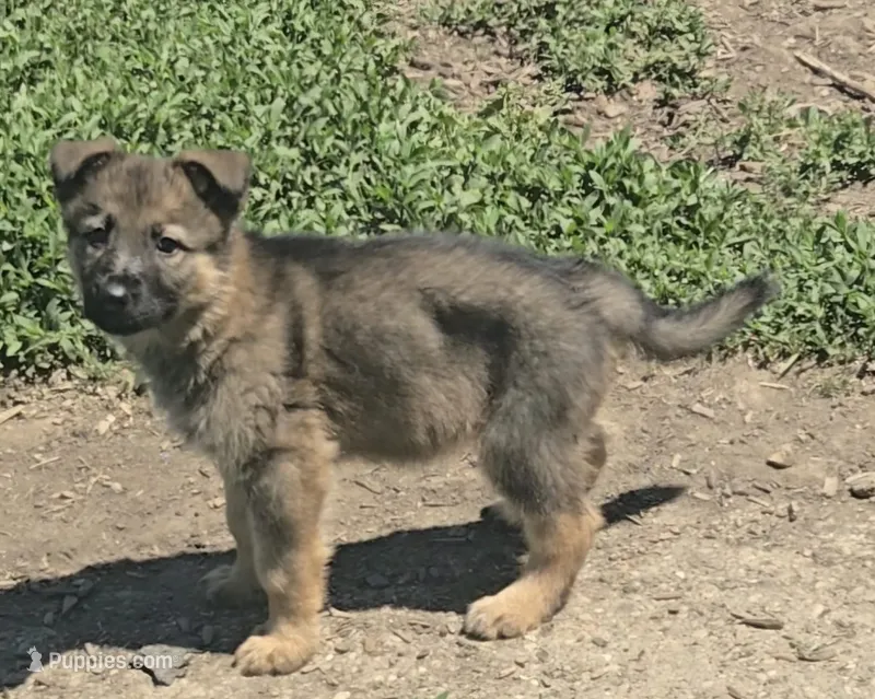 Jubby – German Shepherd Dog puppy for sale in Riga, MI