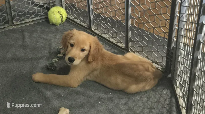 Dillon – Golden Retriever puppy for sale in Riga, MI