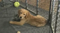 Dillon, a male Golden Retriever for sale in Riga, MI – 1 of 5