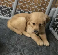 Lilly, a female Golden Retriever for sale in Riga, MI – Photo 4 of 7