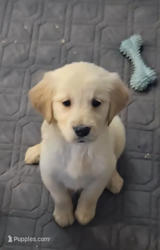 Lilly – Golden Retriever puppy for sale in Riga, MI