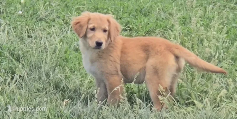 Lucy – Golden Retriever puppy for sale in Riga, MI