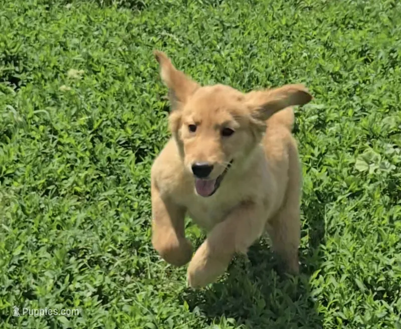 Fiona – Golden Retriever puppy for sale in Riga, MI