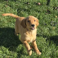 Daphne, a female Golden Retriever for sale in Riga, MI – 10 of 10