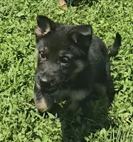 Jubby, a female German Shepherd Dog for sale in Riga, MI – 4 of 5