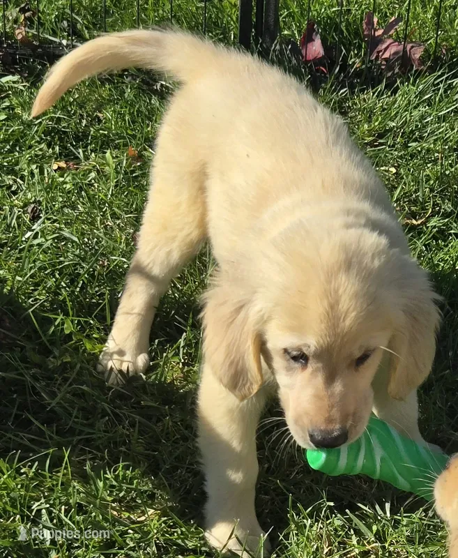 Daphne – Golden Retriever puppy for sale in Riga, MI