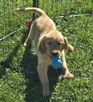 Sophie, a female Golden Retriever for sale in Riga, MI – 4 of 7