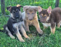 Pixie, a female German Shepherd Dog for sale in Riga, MI – 6 of 10