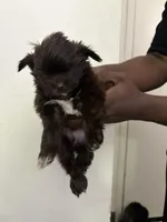 Mister, a male Shih Tzu for sale in Boston, MA – 2 of 2