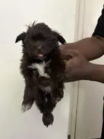 Onyx, a male Shih Tzu for sale in Boston, MA – 3 of 3