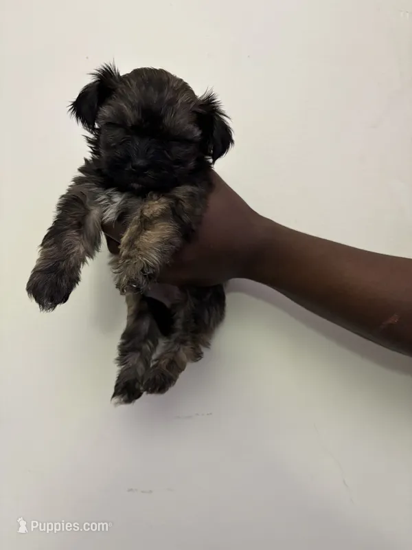 Ma – Shih Tzu puppy for sale in Boston, MA