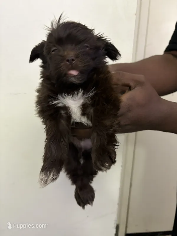Mister – Shih Tzu puppy for sale in Boston, MA
