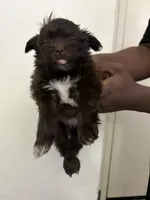 Mister, a male Shih Tzu for sale in Boston, MA – 1 of 2