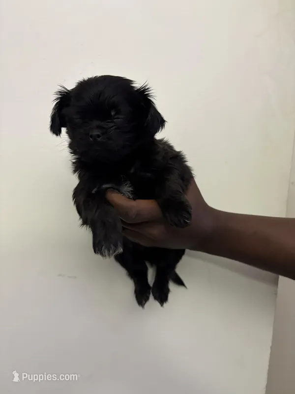 Onyx – Shih Tzu puppy for sale in Boston, MA