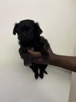 Onyx, a male Shih Tzu for sale in Boston, MA – 1 of 3