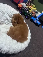 Socks, a male Poodle - Miniature  for sale in Freeport, NY – 8 of 10