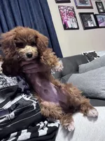 Socks, a male Poodle - Miniature  for sale in Freeport, NY – 2 of 10