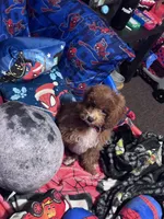 Socks, a male Poodle - Miniature  for sale in Freeport, NY – 4 of 10