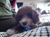 Socks, a male Poodle - Miniature  for sale in Freeport, NY – 7 of 10