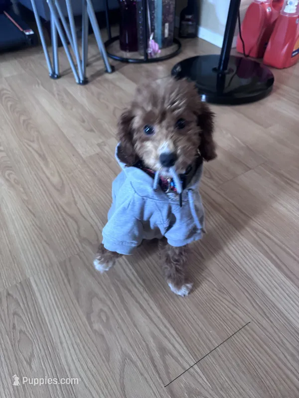 Socks – Poodle - Miniature  puppy for sale in Freeport, NY