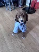 Socks, a male Poodle - Miniature  for sale in Freeport, NY – 1 of 10