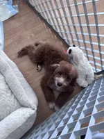 Socks, a male Poodle - Miniature  for sale in Freeport, NY – 6 of 10