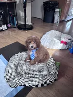Socks, a male Poodle - Miniature  for sale in Freeport, NY – 10 of 10