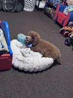 Socks, a male Poodle - Miniature  for sale in Freeport, NY – 5 of 10