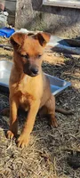 Red Australian Cattle Dog (Red Heeler), a male Australian Cattle Dog for sale in Big Springs, NE – 3 of 4