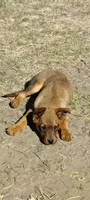 Red Australian Cattle Dog (Red Heeler), a male Australian Cattle Dog for sale in Big Springs, NE – 4 of 4