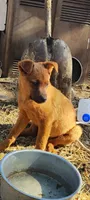 Red Australian Cattle Dog (Red Heeler), a male Australian Cattle Dog for sale in Big Springs, NE – 2 of 4