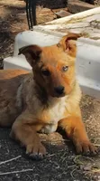 Red Australian Cattle Dog (Red Heeler), a male Australian Cattle Dog for sale in Big Springs, NE – 1 of 4