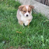 Timmy DM VWD1 EIC  clear, a male Pembroke Welsh Corgi for sale in Bellingham, WA – Photo 2 of 5