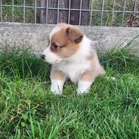 Timmy DM VWD1 EIC  clear, a male Pembroke Welsh Corgi for sale in Bellingham, WA – Photo 3 of 5