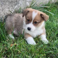 Timmy DM VWD1 EIC  clear, a male Pembroke Welsh Corgi for sale in Bellingham, WA – Photo 5 of 5