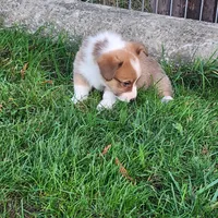 Timmy DM VWD1 EIC  clear, a male Pembroke Welsh Corgi for sale in Bellingham, WA – Photo 4 of 5