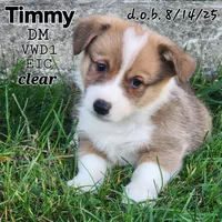 Timmy DM VWD1 EIC  clear, a male Pembroke Welsh Corgi for sale in Bellingham, WA – Photo 1 of 5