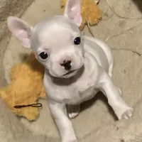 Bianca, a female French Bulldog and Rat Terrier for sale in Auburn, WA – Photo 1 of 2