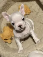 processed/7f540682-33c5-4281-a75d-7c20469a93a0/listing/406164d3-65b6-422c-8c58-b946b90e90c1/36e8d5c7-0d19-4350-87ad-e24baf0cf089